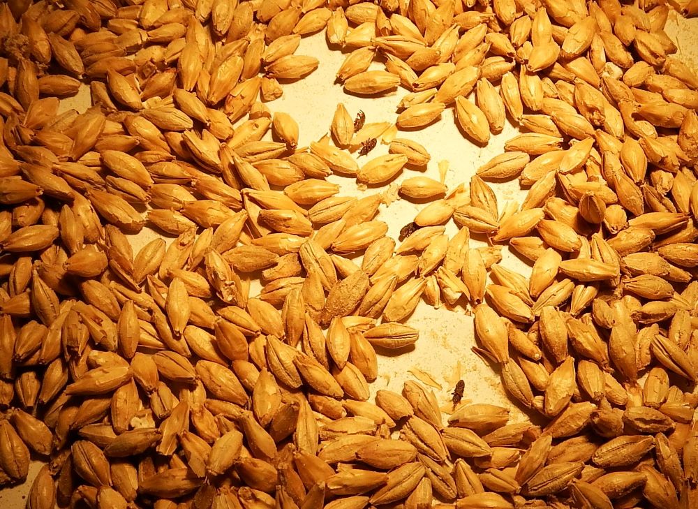 Einige Gerstenmalzkörner mit vereinzelt kleinen länglichen Käfern